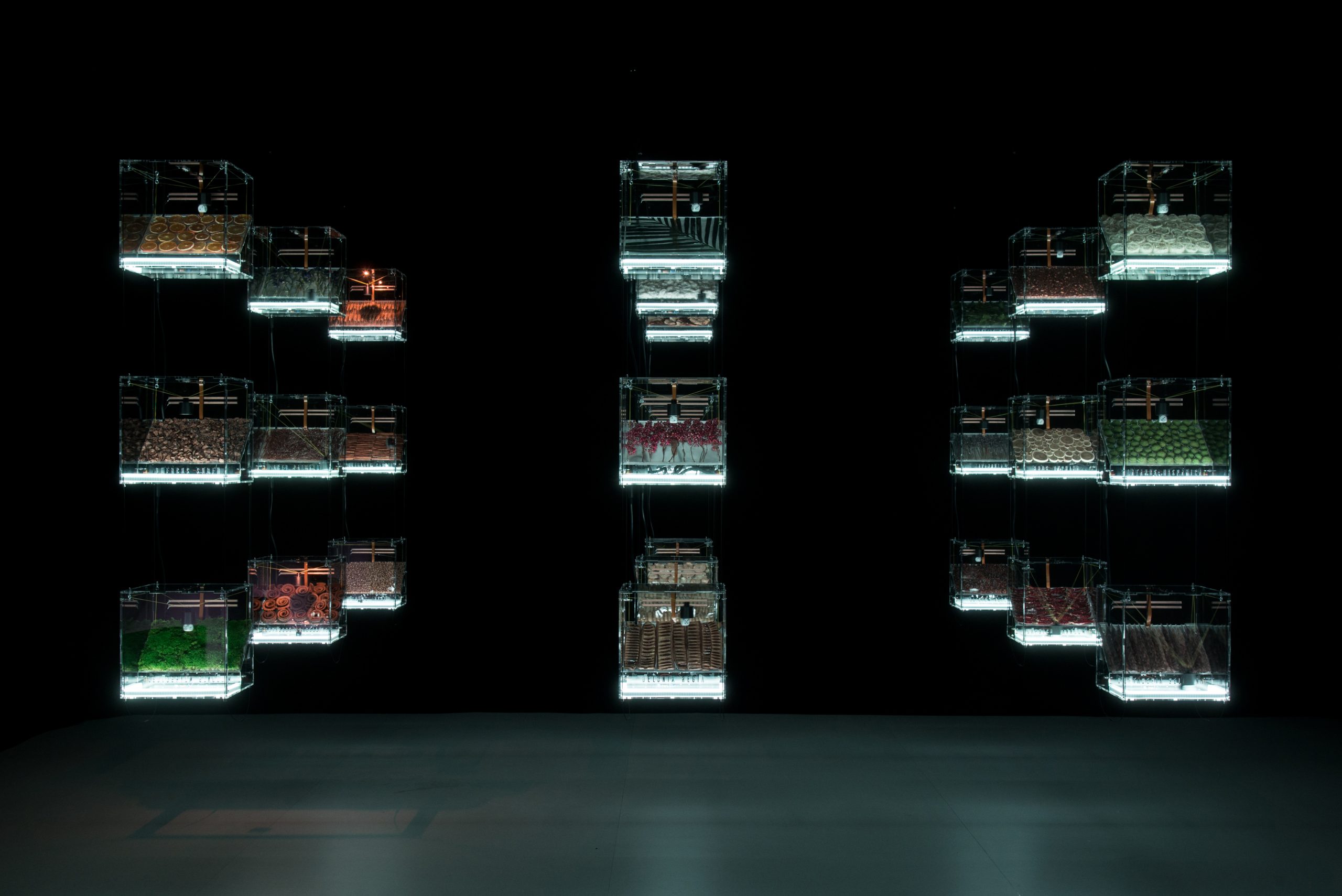 The Transparency of Randomness - 文化庁メディア芸術祭 - JAPAN